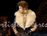 Cats-017